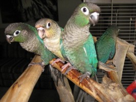 Turquoise Green Cheek Conures, Including a Yellow Mutation