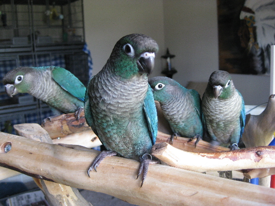 Turquoise Green-Cheeked Conure